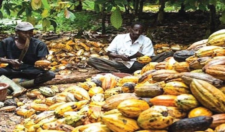 Nigeria Records 5.2% Fall In Cocoa Production 